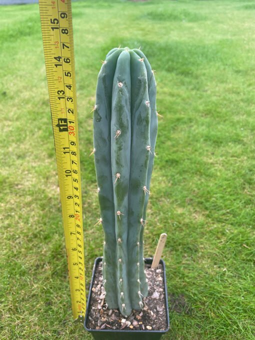 Trichocereus Pepe 3