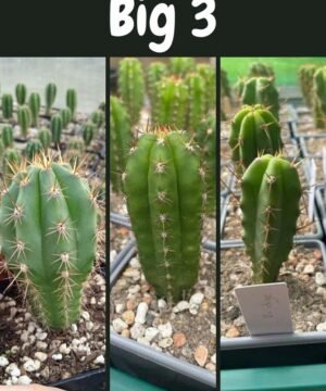 Trichocereus UK Big 3