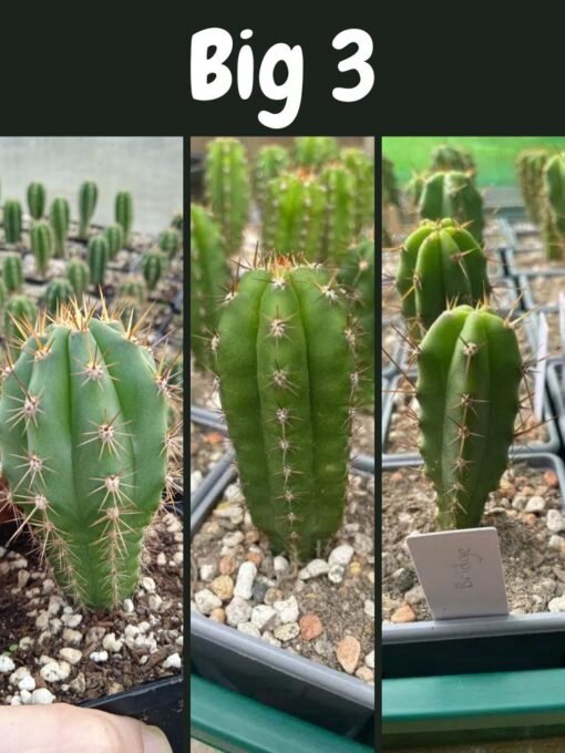 Trichocereus Uk Big 3