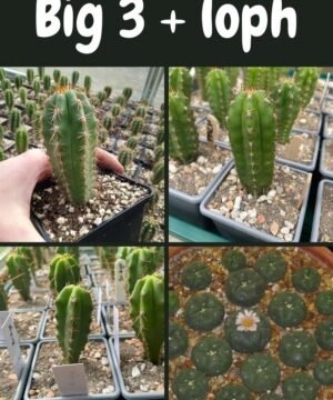 Trichocereus Uk Big 3 Loph