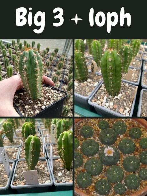 Trichocereus Uk Big 3 Loph