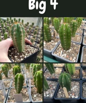 Trichocereus Uk Big 4