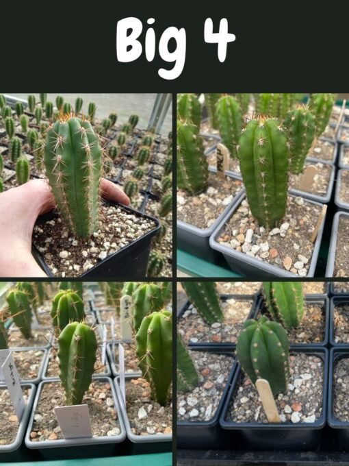 Trichocereus Uk Big 4