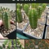 Trichocereus Uk Bundles