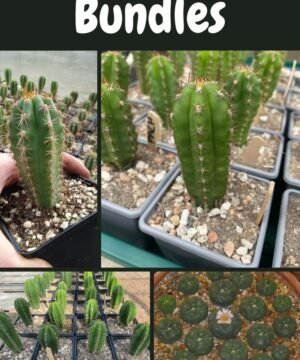 Trichocereus UK Bundles