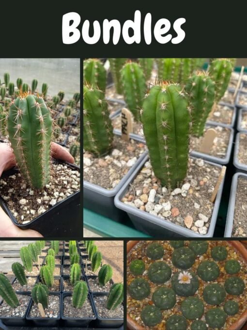 Trichocereus Uk Bundles