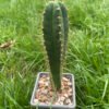 Trichocereus Brid Triton X Juuls 1