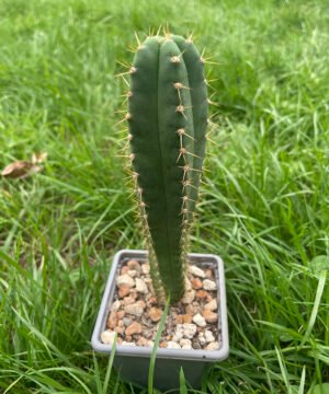 Trichocereus brid triton x juuls 1