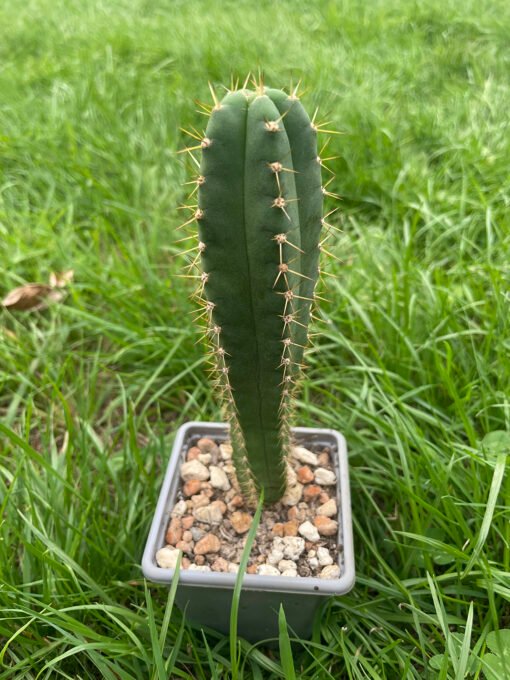 Trichocereus Brid Triton X Juuls 1