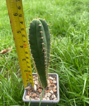 Trichocereus Brid Triton X Juuls 2