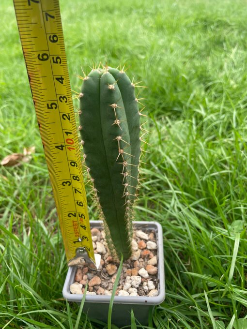 Trichocereus Brid Triton X Juuls 2