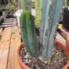 Trichocereus Bridgesii Pup 1