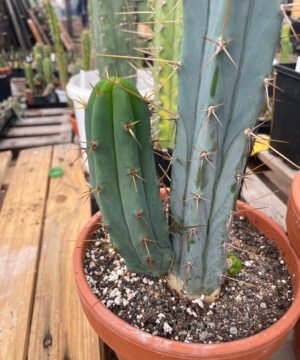 Trichocereus bridgesii pup 1