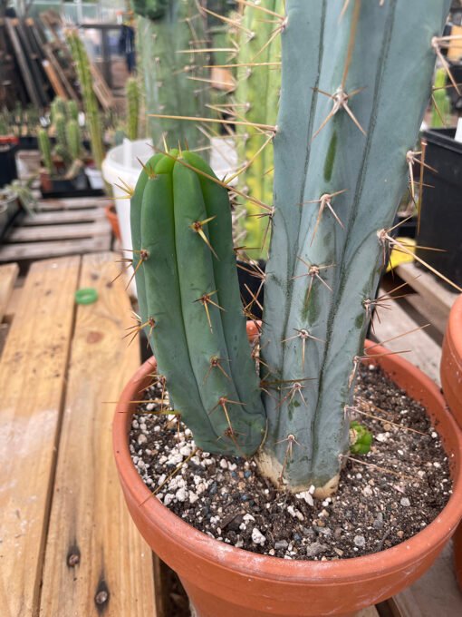 Trichocereus Bridgesii Pup 1