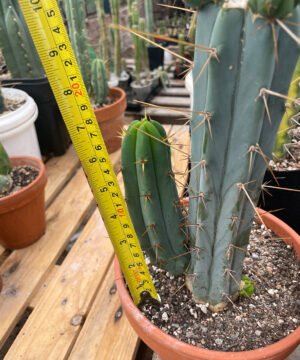 Trichocereus Bridgesii Pup 2