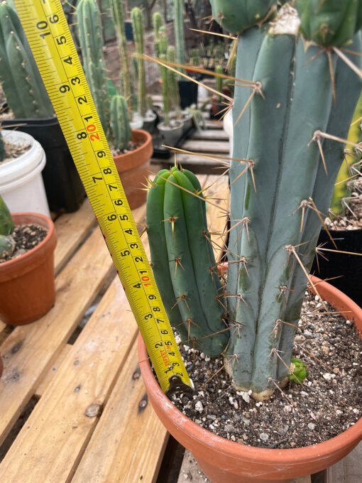 Trichocereus Bridgesii Pup 2