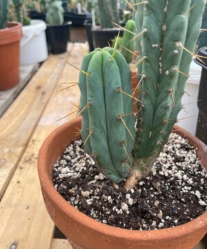 Trichocereus Bridgesii Pup 3