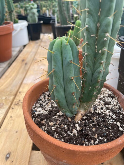 Trichocereus Bridgesii Pup 3