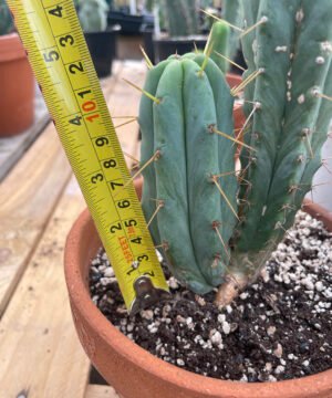 Trichocereus Bridgesii Pup 4