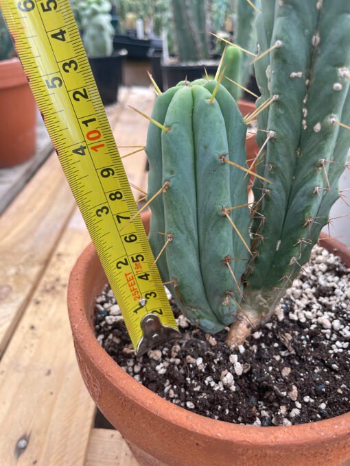 Trichocereus Bridgesii Pup 4