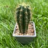 Trichocereus Pach X Peru 1