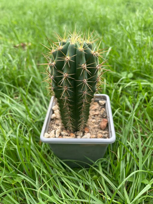 Trichocereus Pach X Peru 1