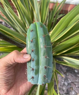 Trichocereus Peruviana Macro 1