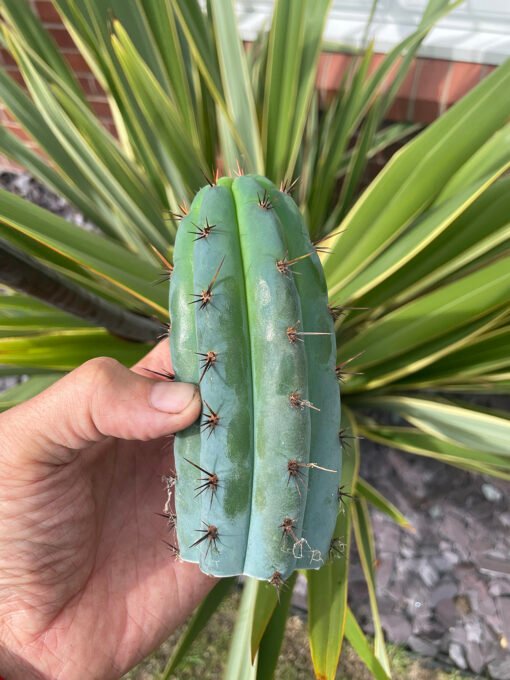 Trichocereus Peruviana Macro 1