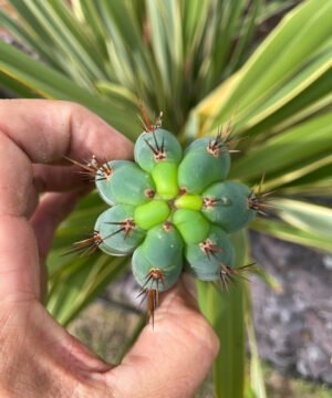 Trichocereus Peruviana Macro 2