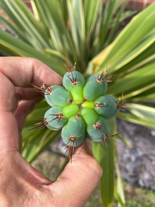 Trichocereus Peruviana Macro 2