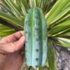 Trichocereus Peruviana Macro 3