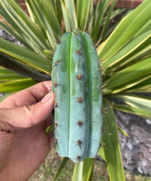 Trichocereus peruviana macro 3