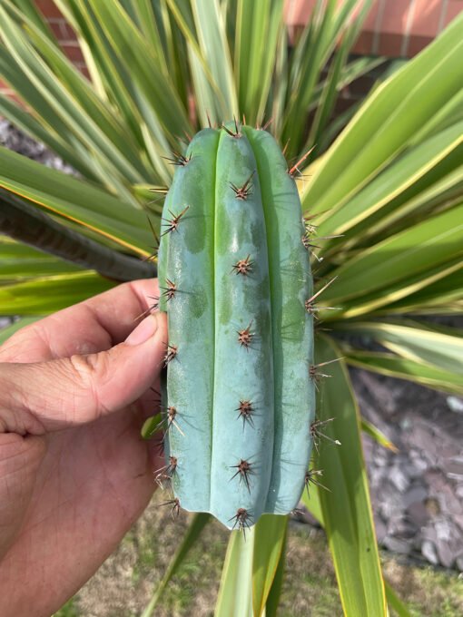 Trichocereus Peruviana Macro 3