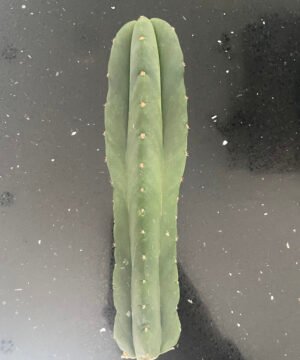 Trichocereus Scopulicola Cuts 2