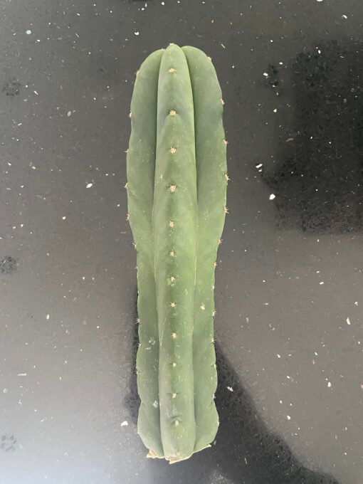 Trichocereus Scopulicola Cuts 2