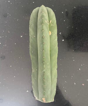 Trichocereus Scopulicola Cuts 3