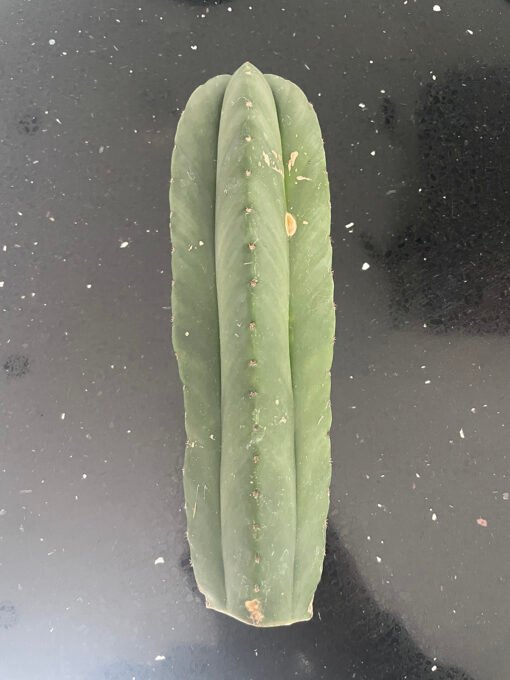 Trichocereus Scopulicola Cuts 3