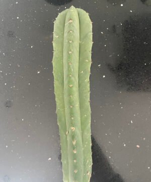 Trichocereus Scopulicola Cuts 4