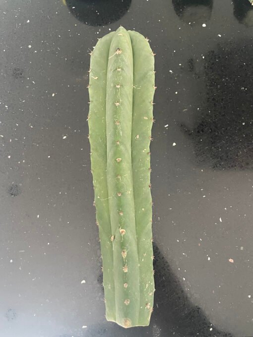 Trichocereus Scopulicola Cuts 4