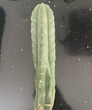 Trichocereus Scopulicola Cuts 5