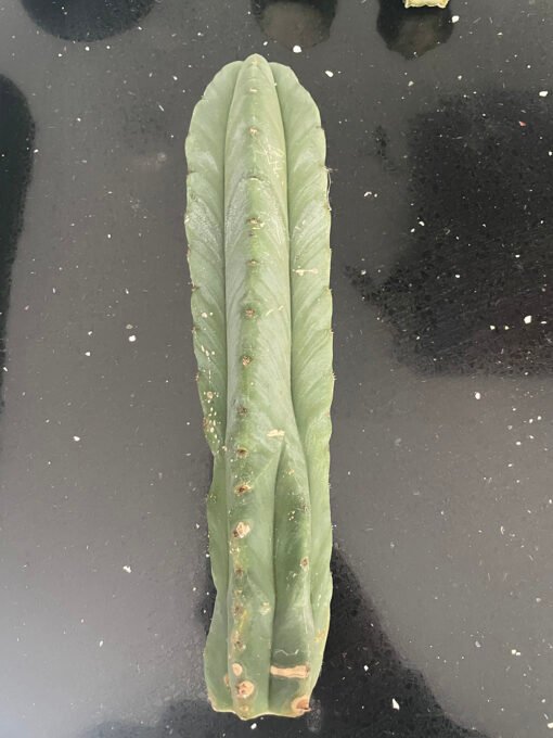 Trichocereus Scopulicola Cuts 5