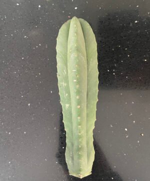 Trichocereus Scopulicola Cuts 6