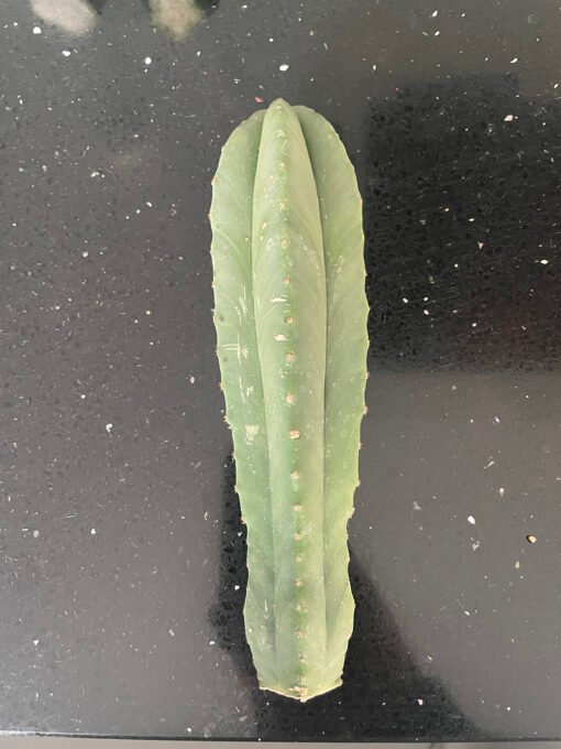 Trichocereus Scopulicola Cuts 6