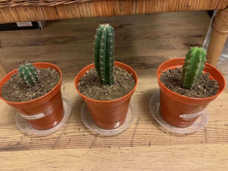 TrichoTreasure - Trichocereus Seedling Bundles photo review