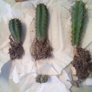 TrichoTreasure - Trichocereus Seedling Bundles photo review