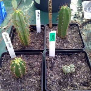 TrichoTreasure - Trichocereus Seedling Bundles photo review