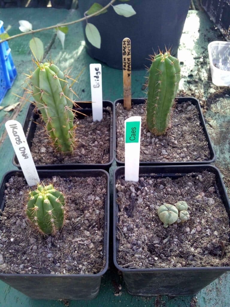 TrichoTreasure - Trichocereus (Echinopsis) Seedling Bundles photo review