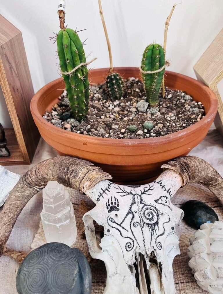 TrichoTreasure - Trichocereus Seedling Bundles photo review