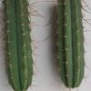 Premium Trichocereus Bridgesii 4