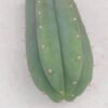 Spi Trichocereus Pachanoi 1